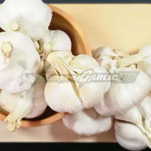 Bawang Kating Bersih Super Premium 1kg / 500gr | Bawang Putih Kating Besar Padat Tidak Kopong | Siap Pakai Aroma Kuat