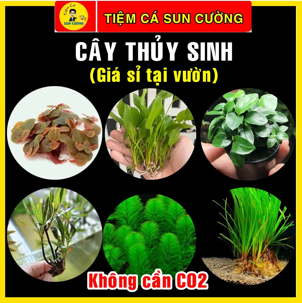 Cây Thủy Sinh Không Cần CO2 , Dễ Chăm Sóc, Giá Sỉ Tại Vườn. Dùng Để Trang Trí Bể Cá.