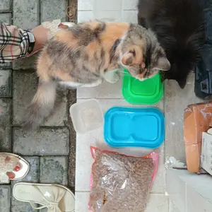 Pet Auto Feeder & Drink / Tempat Makan Minum Anjing Kucing Kelinci