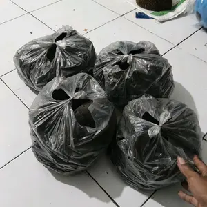 Areng Pete Buat Bakar bakar Sate - Kualitas Terbaik untuk Memasak Sate Anda