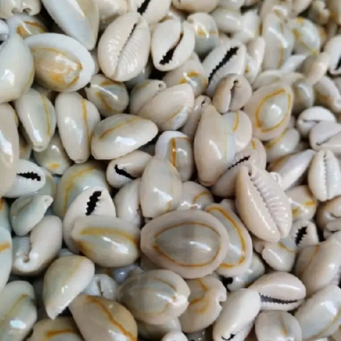 Kerang Kuwuk Asli Isi 100Pcs Cocok Untuk Biji Permainan Congklak Atau Asesoris Kerajinan Tangan Toys