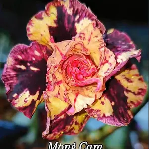 Tanaman Hias || ADENIUM BUNGA TUMPUK WARNA KOMBINASI DENGAN KODE POHON ID: {monghcam}