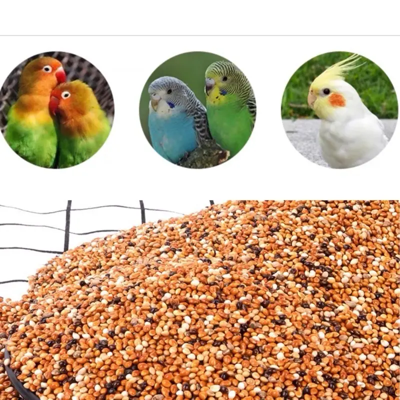 Five colored millet seed bird food, small and medium-sized parrot feed, budgie parrot, love bird, Cockatiel parrot, bird food.