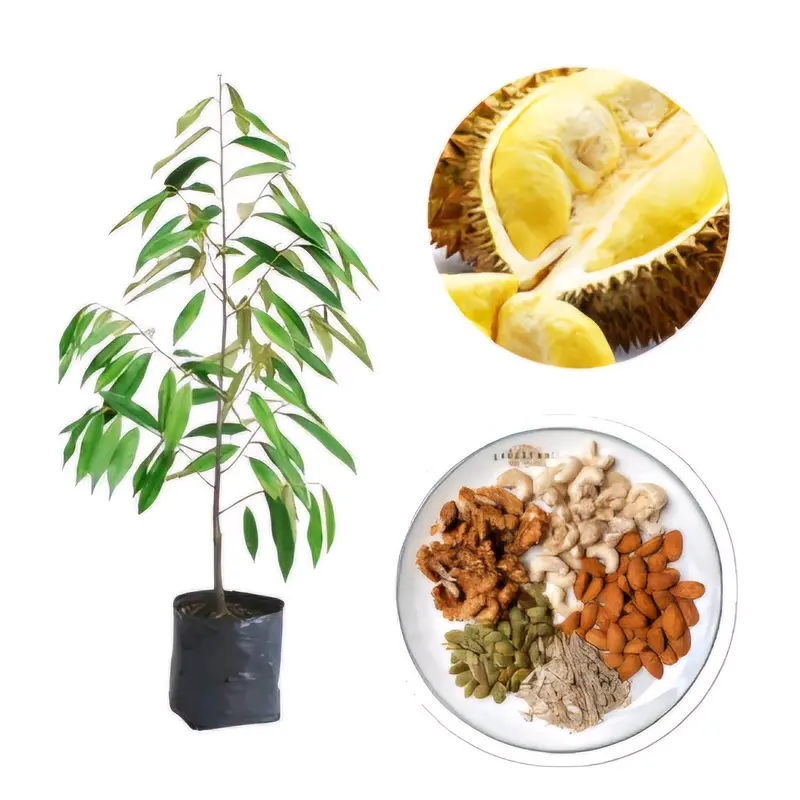 BENIH DURIAN MONTONG SUPER (BBT Siap Tanam dan Cepat Panen) pupuk  durian 4