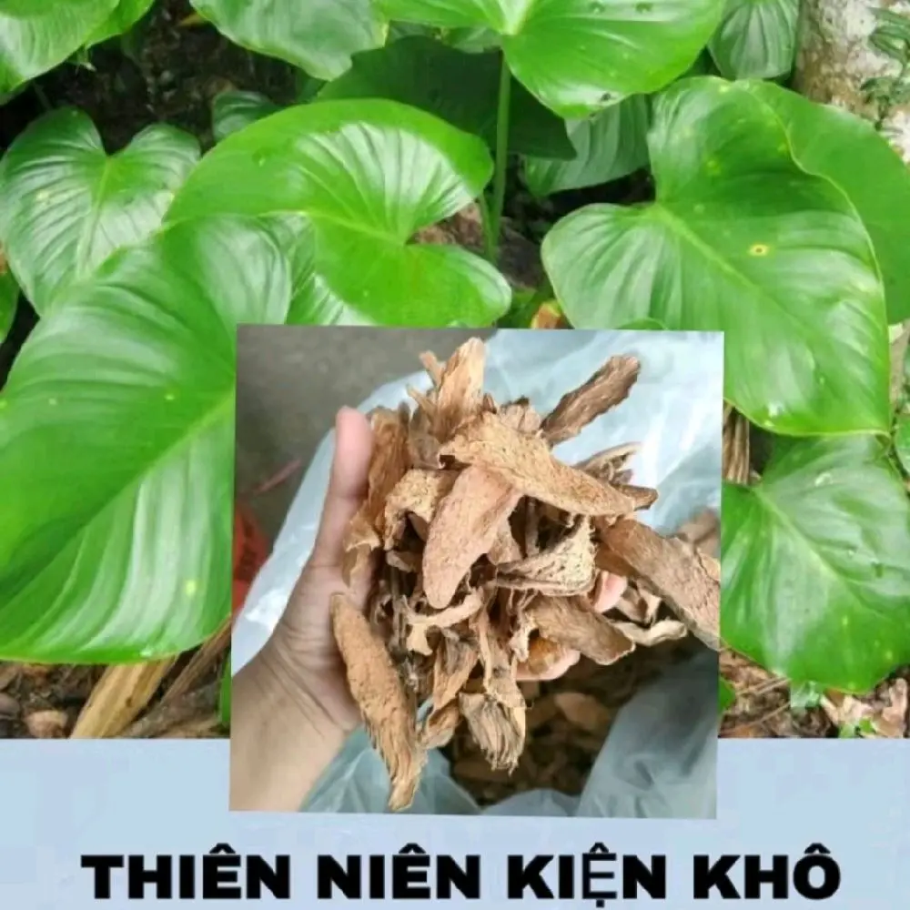 THIÊN NIÊN KIỆN KHÔ hỗ trợ đau nhức xương khớp, vôi gai, thoái hóa, thoát vị đĩa đệm. ..