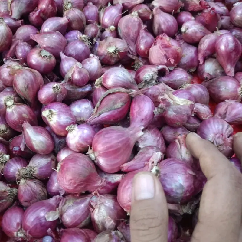 Bawang Merah Asli Probolinggo 1Kg Ukuran Tanggung Kasar Rasa Khas Daerah 0