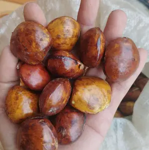 JENGKOL SUPER TIDAK RENDAMAN