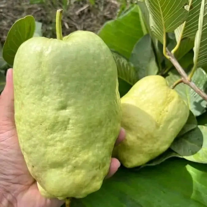 Bibit jambu kristal farang cangkok berbuah bunga premium