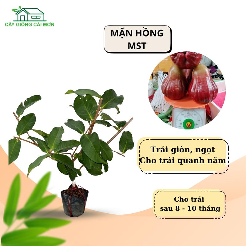 Cây giống Mận Hồng Sóc Trăng mận MST