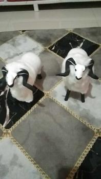Product Review of miniatur domba Garut ukuran jumbo, boneka domba, aksesoris mainan anak, domba Garut, mainan anak, miniatur domba Garut murah, miniatur domba Garut terlaris from e**7 0