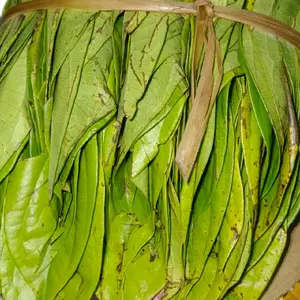 sirih medan/demban no.1 (sultan)   sirih medan buat nyirih Food Snack Camilan