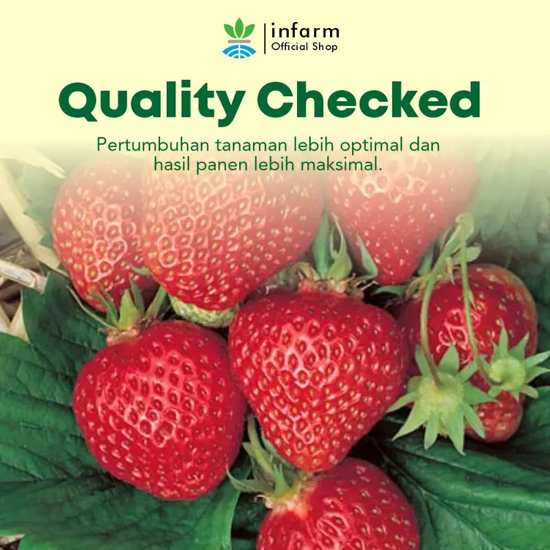 Benih tanaman Buah Strawberry isi 50 butir  Infarm 4
