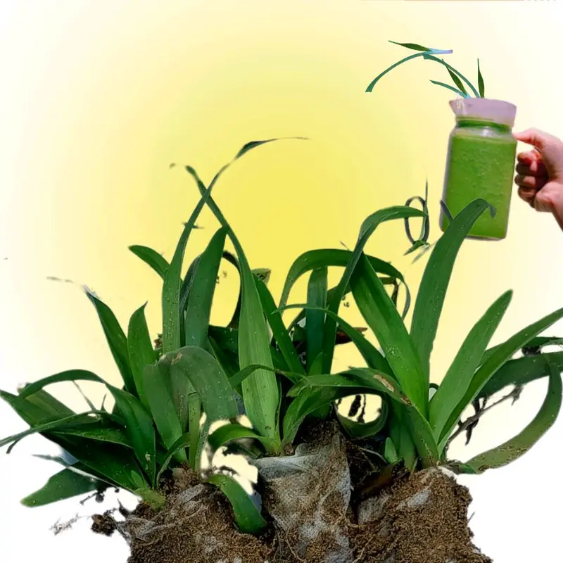 1 bầu cây LINH CHI THẢO già đang đẻ nhánh 3