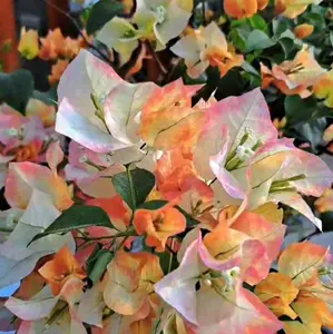 CITRA GOLD BOUGENVILLE IMPORT 100% ORIGINAL TERMURAH