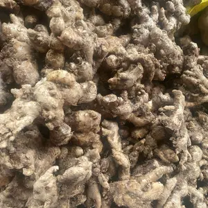 JAHE EMPRIT ASLI PENANAN SENDIRI