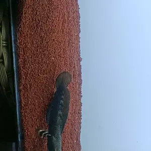 pakan pullcra sortir livee frre stiker