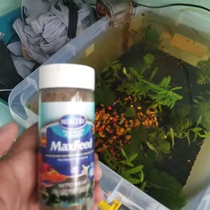 BlueCore Maxfeed Pakan Ikan Hias Kecil Pengganti Cacing Sutra Praktis Langsung Tabur