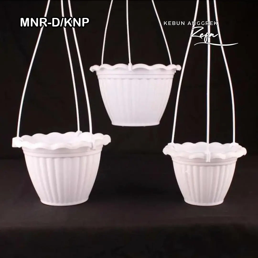 pot kayu DENDROBIUM BULATAN KNOP MEKAR ISI 2W BEDA ID (MNR-D/KNP)