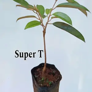 Bibit Super Tembaga Okulasi