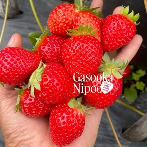 Varietas Sagahonoka (Bibit Tanaman Strawberry Introduksi Jepang)