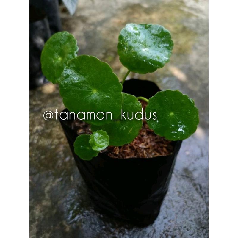Artificial tanaman Pegagan Asli 0