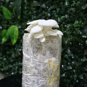 baglog jamur tiram variasi, jamur tiram mini 300 gram, jamur putih, kemasan hemat