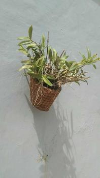 Product Review of Pot anggrek tempel dinding serabut kelapa Bunga Pvc from t**s a** d**q 2