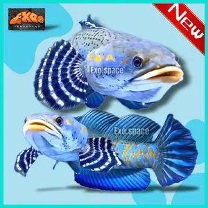 Ikan Channa Blue Pulchra Gondrong  Kualitas Grade A Berwarna Biru Free Sticker Menarik