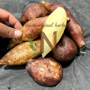 Super Umbi Yakon Asli Dari Dataran Tinggi Wonosobo Grade A 500gram Isi Maksimal 4 Kecombrang Tanpa Tambahan