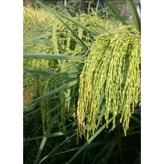 Benih/Bibit padi sertani 13 berkualitas supper unggul kemasan 1kg kelengkeng 3