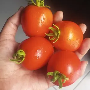 Pupuk NPK Mutiara 16 16 16 1 Kg untuk menyuburkan tanaman buah dan daun