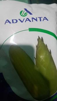 Product Review of Benih Jagung Manis MADU-59 F1 isi 250gr dari ADVANTA from S**a T**i I** 0