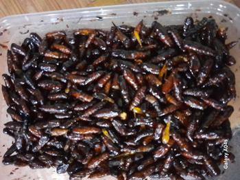 Product Review of Entung Jati Ungkrung Jati Kepompong Jati Goreng Gurih from ❤**️ 1