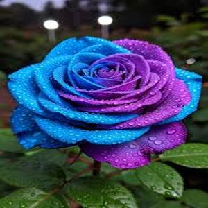 RosaPurpleIceAmericanaSemillas100GranosFloraciónMoradoIntensoPlantaOrnamentaldeColecciónFácildeCultivarIdealparaColeccionistasdePlantasRaras