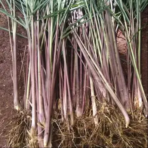 Sereh Merah Asli 1 Kg -Sereh wangi