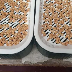 【Berisi 8 kantong benih rumput】Kit penanaman benih rumput gandum kucing berkualitas tinggi, budidaya rumput gandum kucing tanpa tanah, membersihkan mulut dan membantu pencernaan