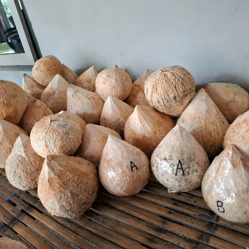 Kelapa kopyor asli lumajang grade C 2