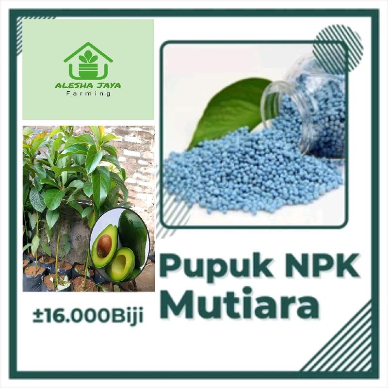Pupuk Percepat Tumbuhan ( Bibit Alpukat Mentega Cepat Berbuah) 0