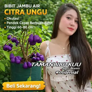 Bibit Tanaman Jambu Air Citra Ungu Pendek Siap Berbuah Dipot