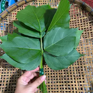 Daun Dadap Serep Segar 10 Tangkai Petik Dadakan Saat Ada Pesanan Masuk