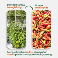 Gambar Dokter Tani - Pupuk Organik Cair (POC) Cabai 1 Liter - Mencegah Kerontokan Bunga dan Panen Cabai Melimpah dari Dokter Tani ID Kab. Klaten 5 Tokopedia