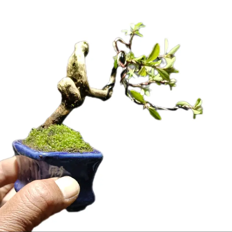 tanaman bonsai mini khusus link co untuk live 0