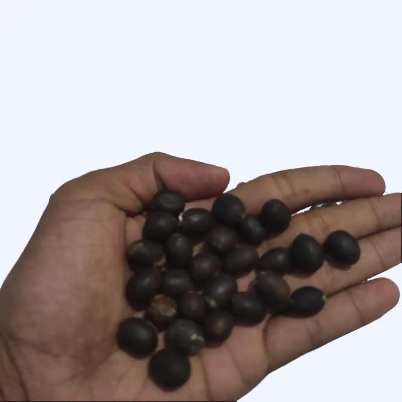isi 20 Biji Bunga Lotus Teratai Mini Jepang, Kualitas Biji Unggul untuk Pertumbuhan Optimal Bunga Tanaman Alami Benih 4