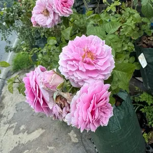 mawar ownroot 1kg polibag/pot bisa dikurangi media atau full media