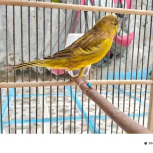 Tulang sotong paket goceng 4pcs size medium pecahan cocok untuk kalsium torto/reptil