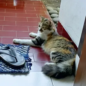 Kalung Kucing Kalung Hewan Peliharaan Reflektif Dengan Lonceng Dapat disesuaikan Pet Collar