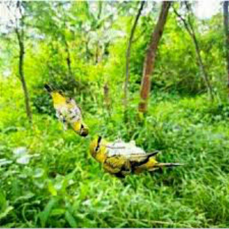 Product Introduction of jaring burung/jaring burung kecil/jaring segala burung/jaring burung perkutut/jaring burung siap pasang 14