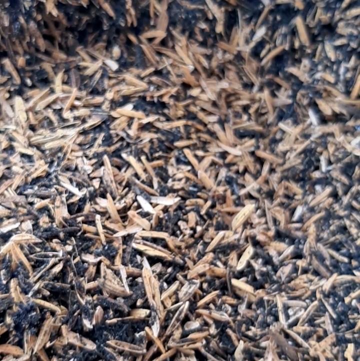 SEKAM PADI BAKAR KASAR 2kg (Paddy Husk Coarse) - TikTok Shop Malaysia