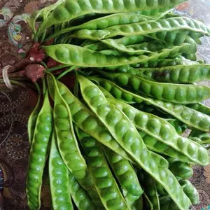 PETE PADI PENDEK  ASLI WONOGIRI