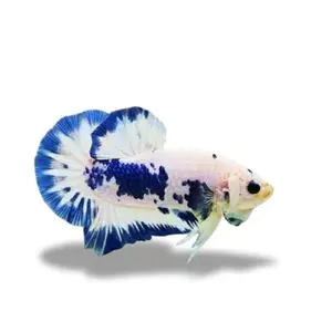 Hiasan akuarium cupang blue panda jantan&betina